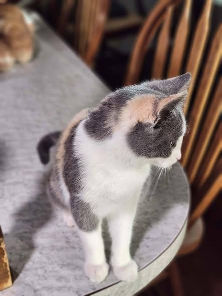 Enlarge Nettie Mae, an adopted Calico in Okemah, OK image 4/5