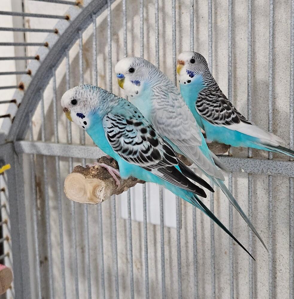 Enlarge Tori , a ADOPTABLE Parakeet (Other) in China Township, MI image 2/3