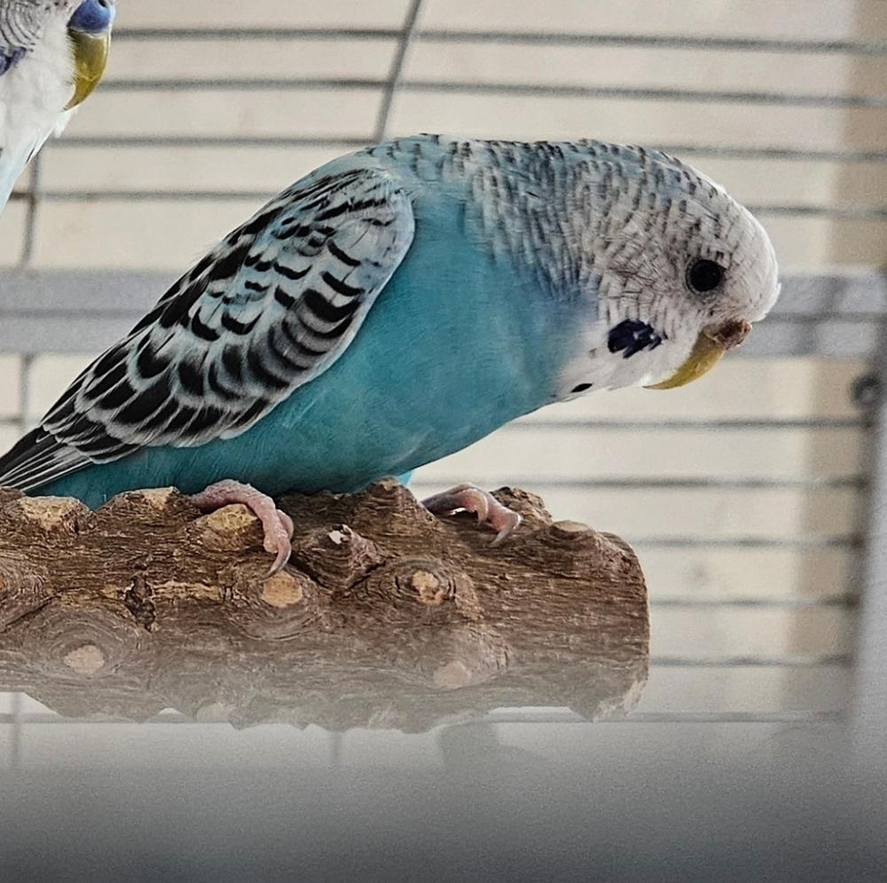 Tori , ADOPTABLE, Adult Female Parakeet (Other).