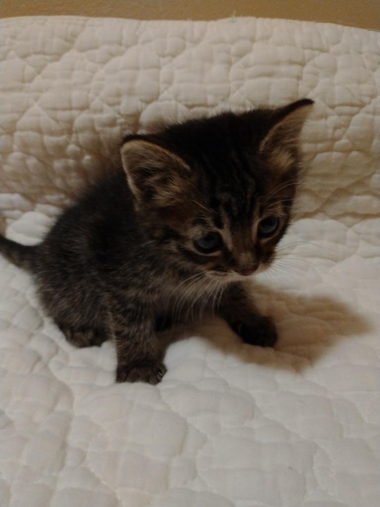Chani, Adoptable, Young Female Domestic Medium Hair.