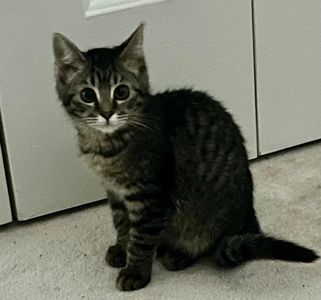 Enlarge Chani, a Adoptable mixed breed in Palmer, AK image 2/4