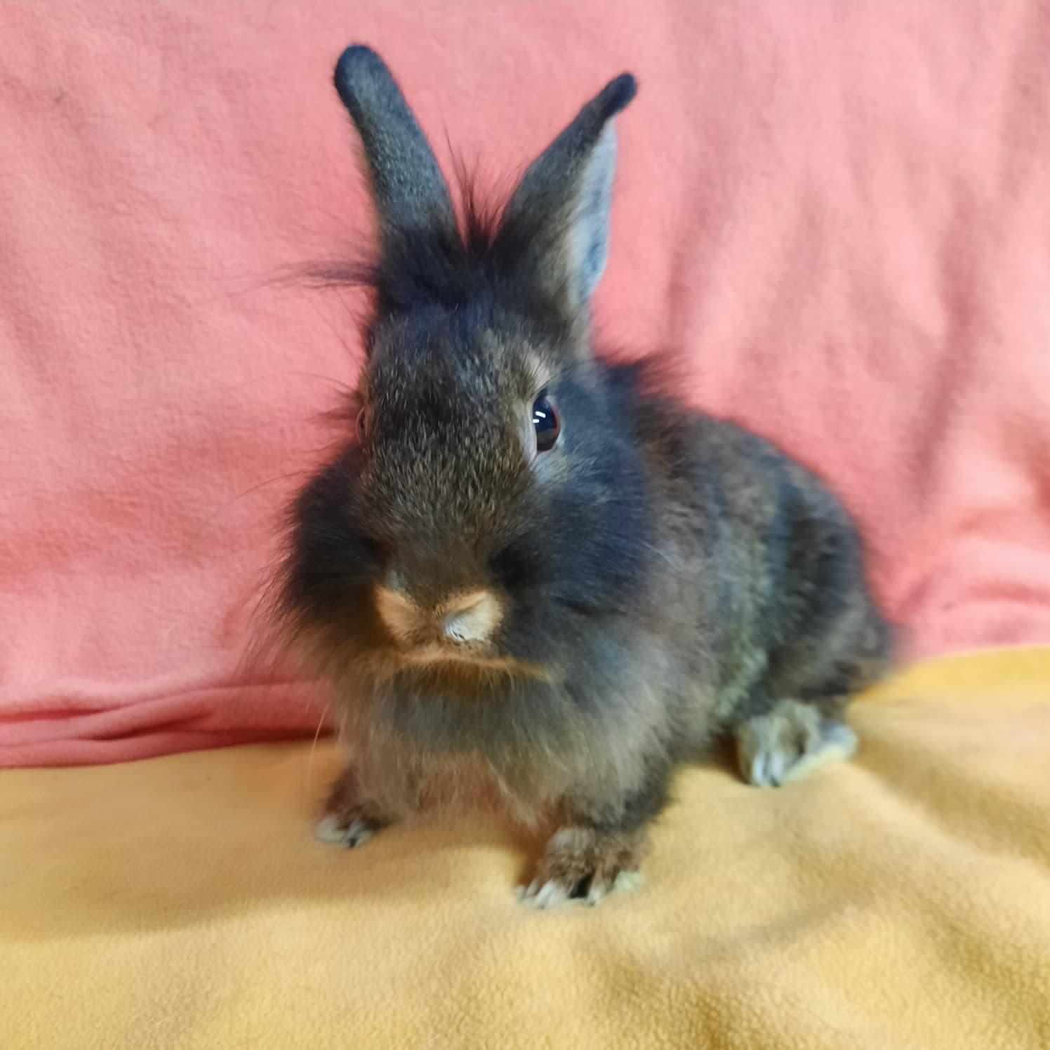 Bun-Bun photo