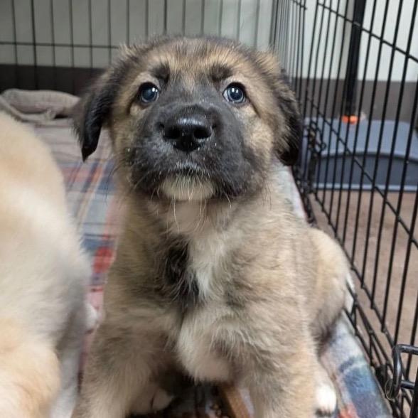 James (in PA), Adoptable, Puppy Male Shepherd.