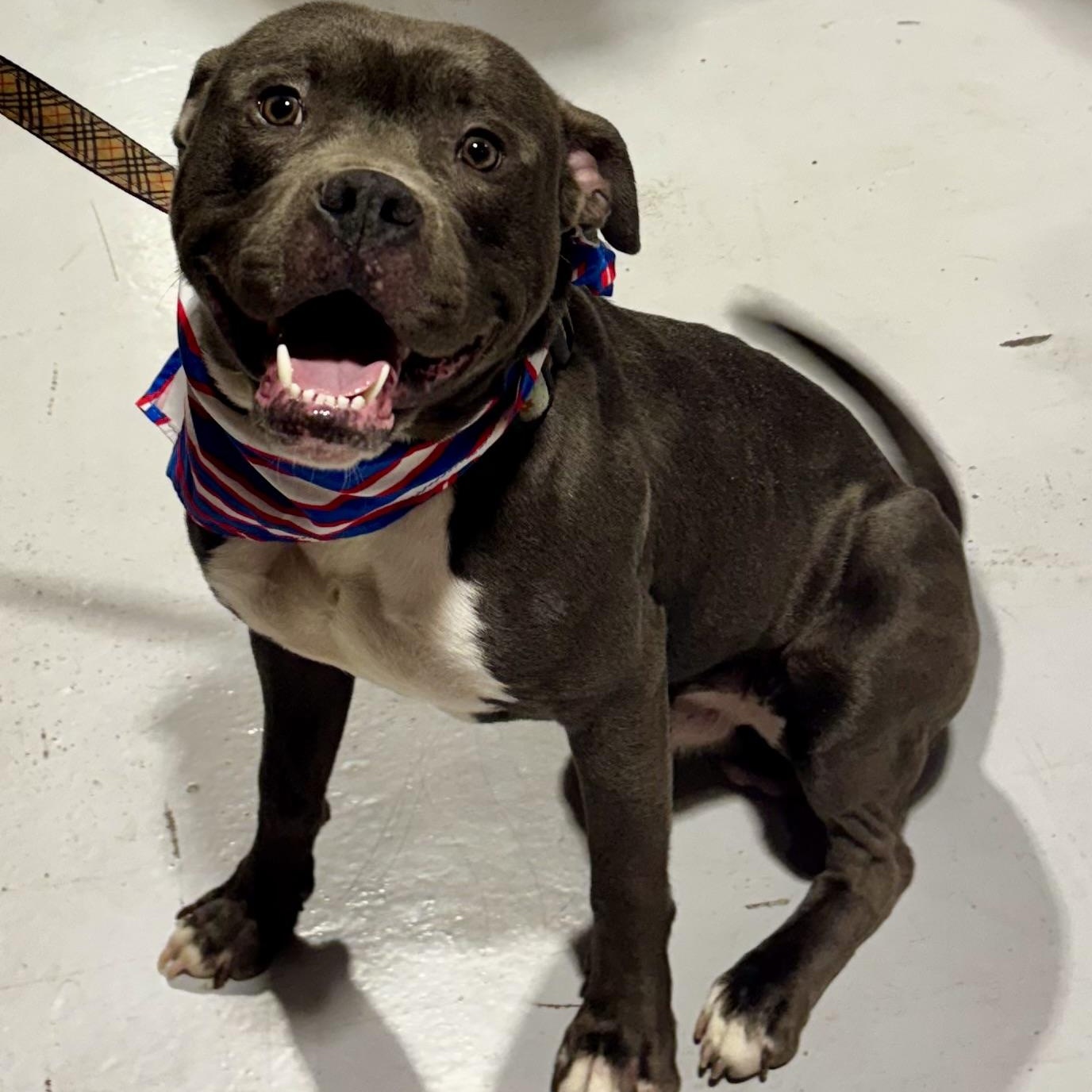 Gelato, a ADOPTABLE mixed breed in Buffalo, NY image 4/6