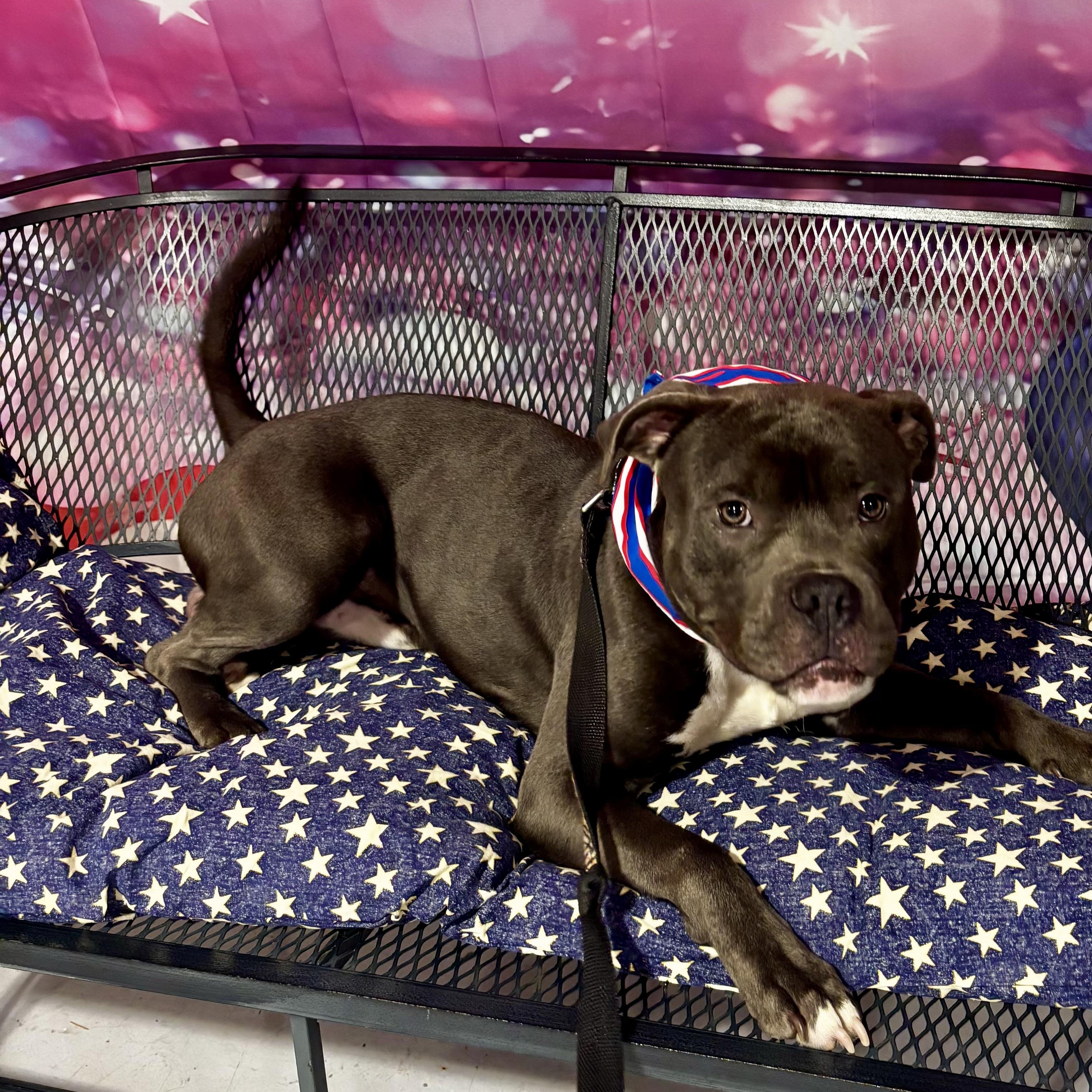 Gelato, a ADOPTABLE mixed breed in Buffalo, NY image 5/6