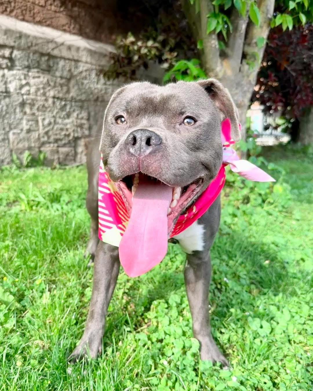 Gelato, a ADOPTABLE mixed breed in Buffalo, NY image 6/6