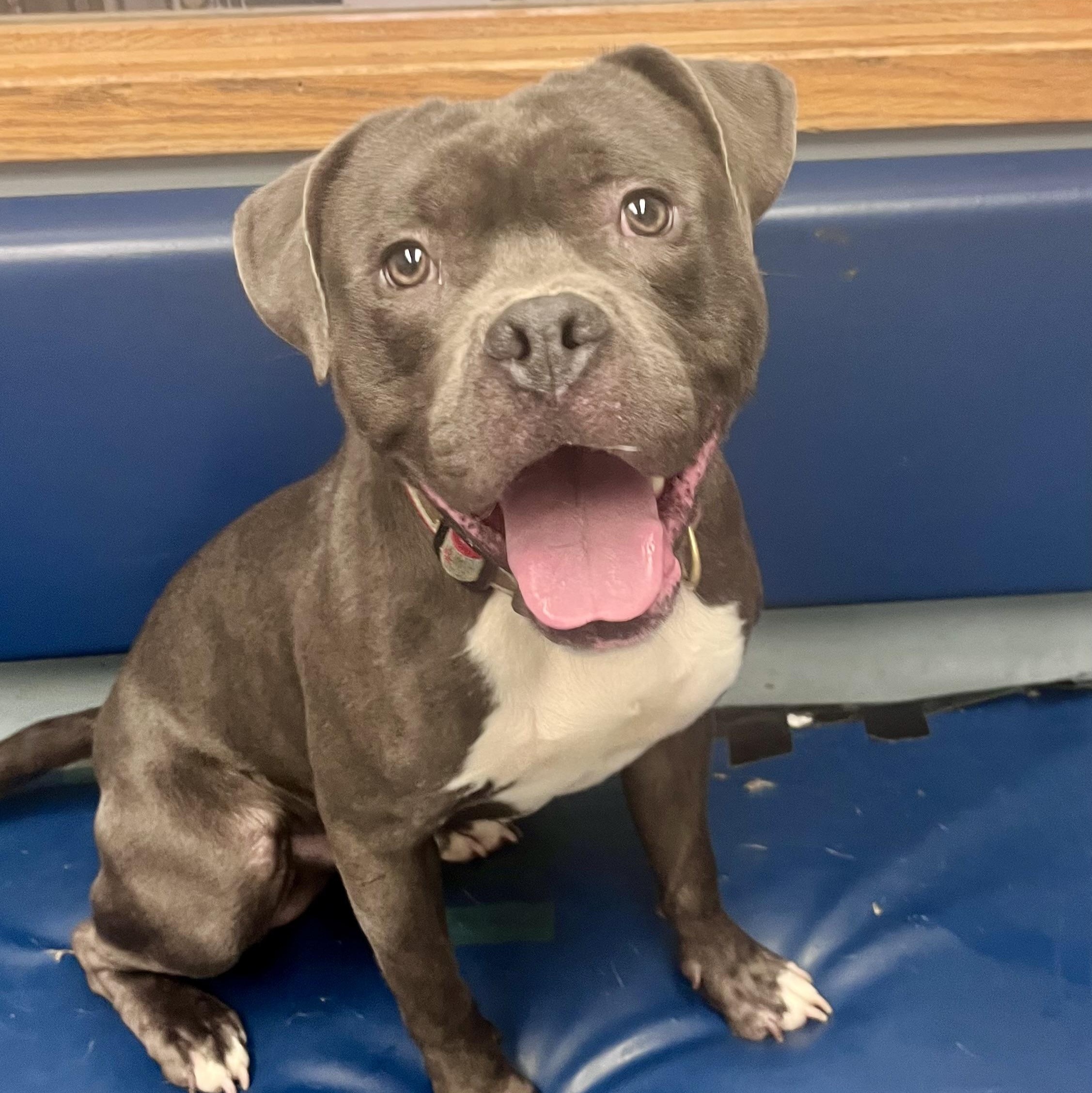 Gelato, a ADOPTABLE mixed breed in Buffalo, NY image 2/6