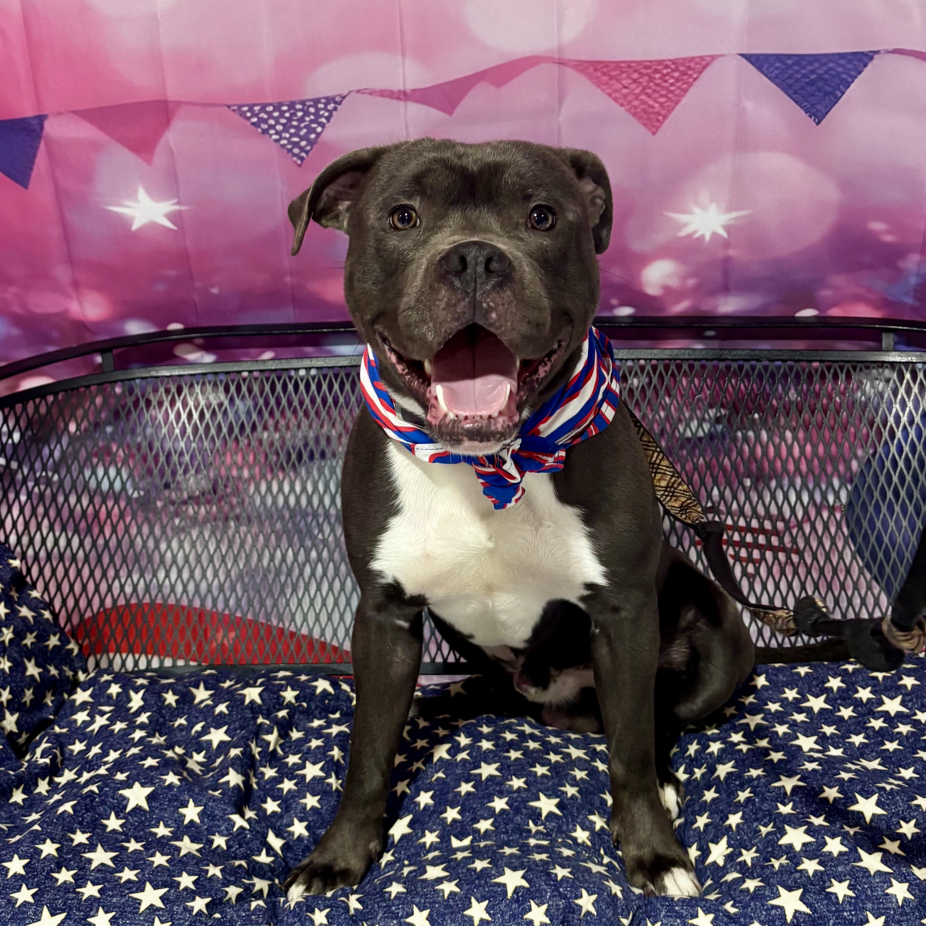 Gelato, ADOPTABLE, Young Male Pit Bull Terrier.