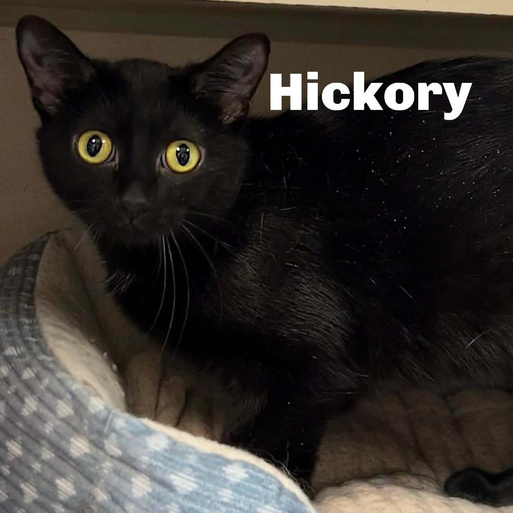 Enlarge Hickory 260014, a Adoptable Domestic Short Hair in Escanaba, MI image 1/1