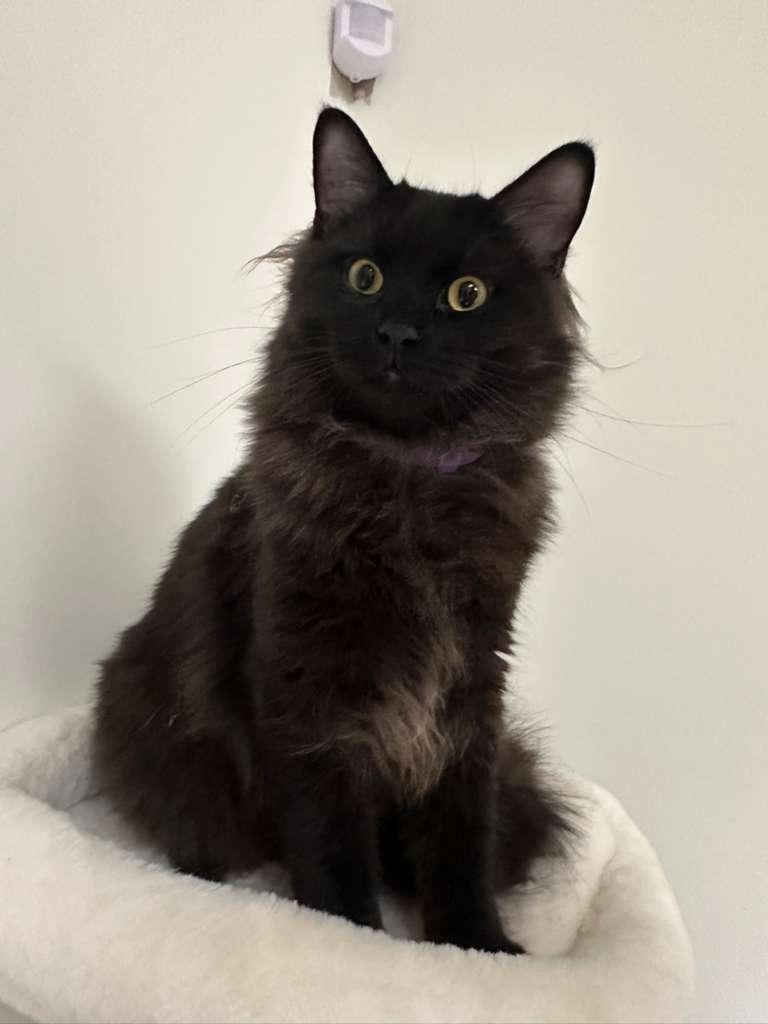 Bubbles (bonded with Doodle), Adoptable, Young Male Domestic Long Hair.