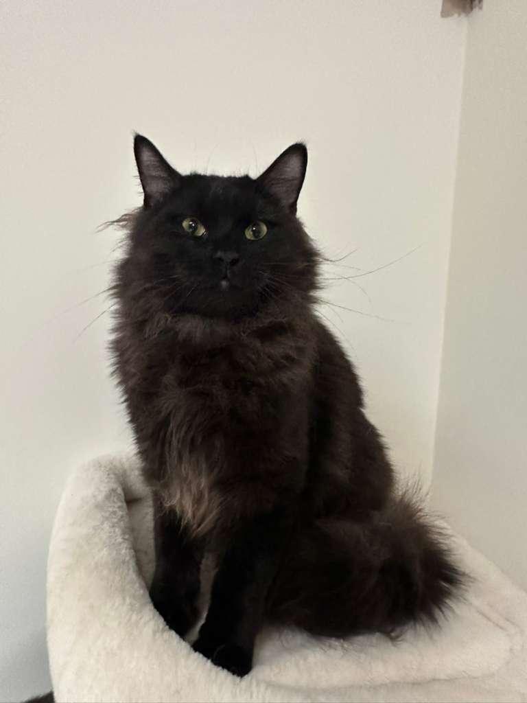 Enlarge Bubbles (bonded with Doodle), a Adoptable Domestic Long Hair in Lawrenceville, GA image 2/6