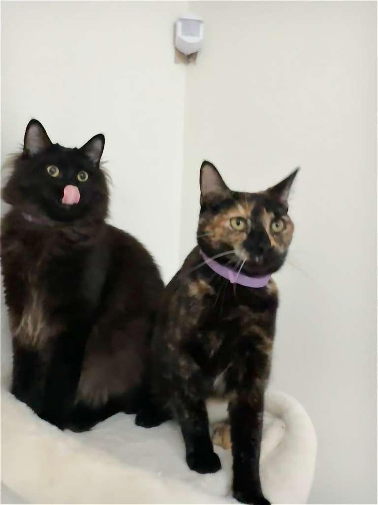 Enlarge Bubbles (bonded with Doodle), a Adoptable Domestic Long Hair in Lawrenceville, GA image 4/6