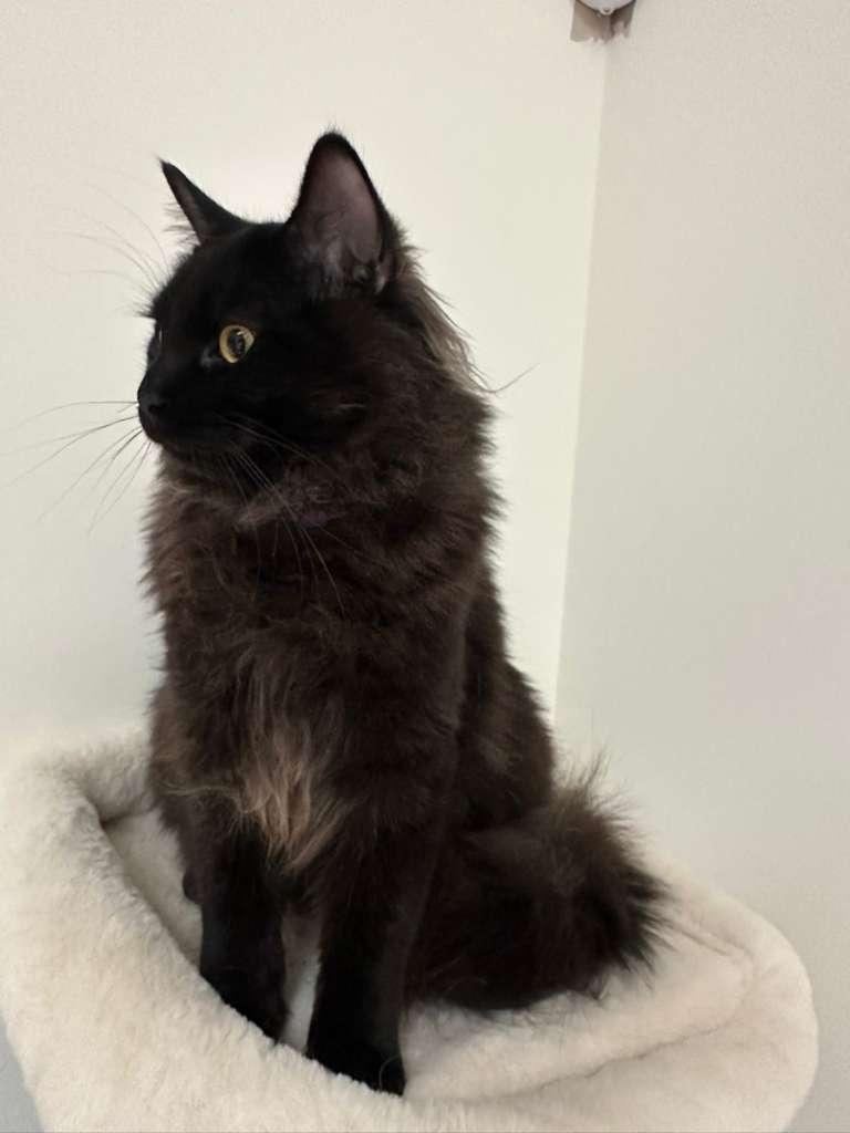 Enlarge Bubbles (bonded with Doodle), a Adoptable Domestic Long Hair in Lawrenceville, GA image 3/6