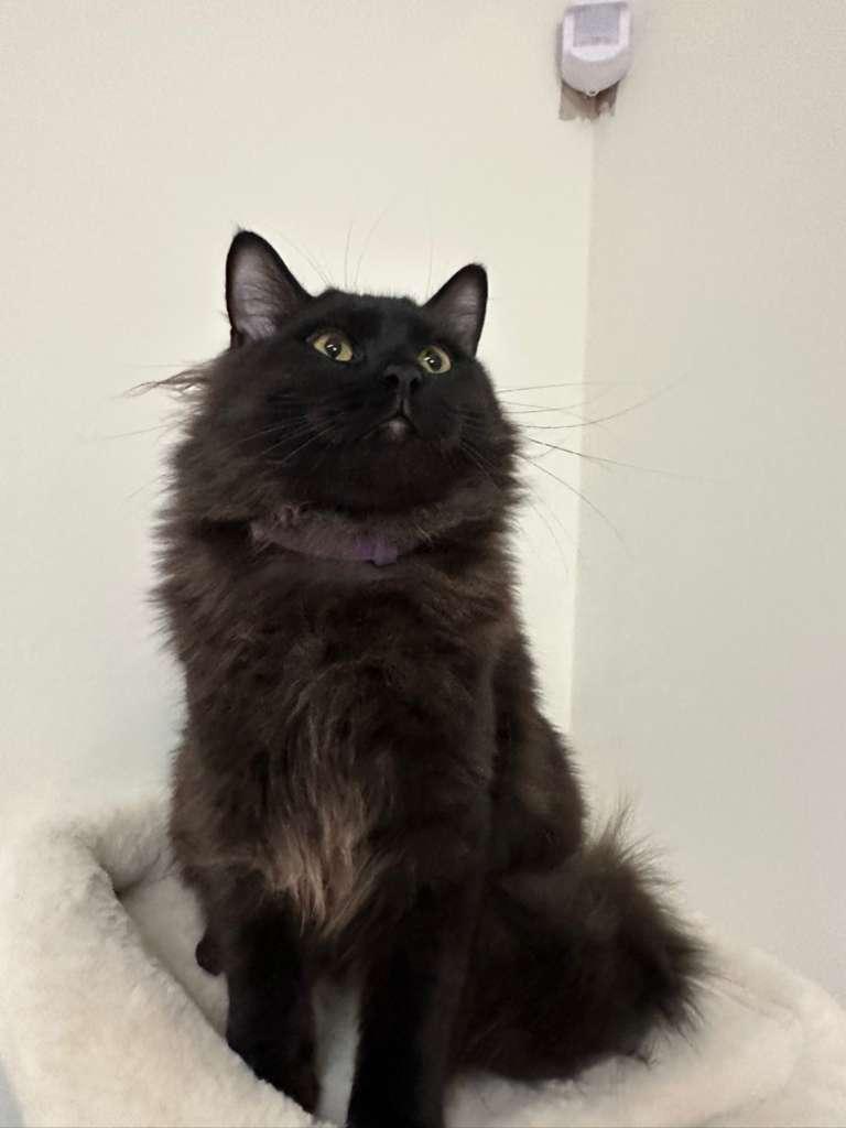 Enlarge Bubbles (bonded with Doodle), a Adoptable Domestic Long Hair in Lawrenceville, GA image 5/6