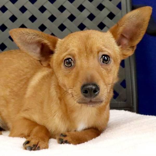 Enlarge Max, a Adoptable mixed breed in Midland, TX image 1/2