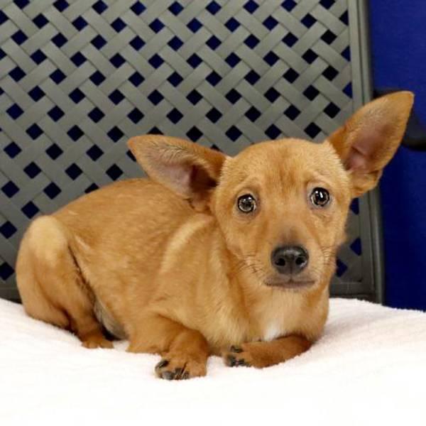 Enlarge Max, a Adoptable mixed breed in Midland, TX image 2/2