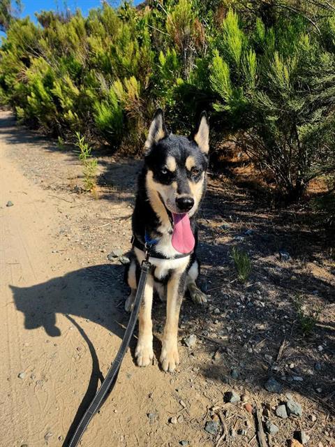 ONYX, Adoptable, Adult Male Siberian Husky & German Shepherd Dog.