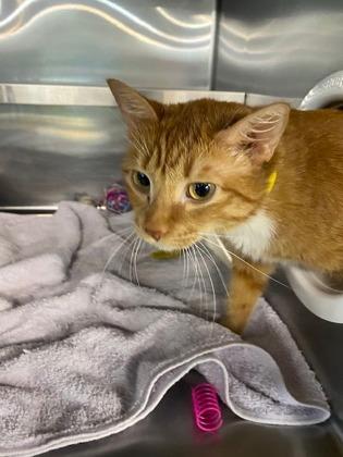 Enlarge Leo, a Adoptable mixed breed in Sanford, FL image 1/1