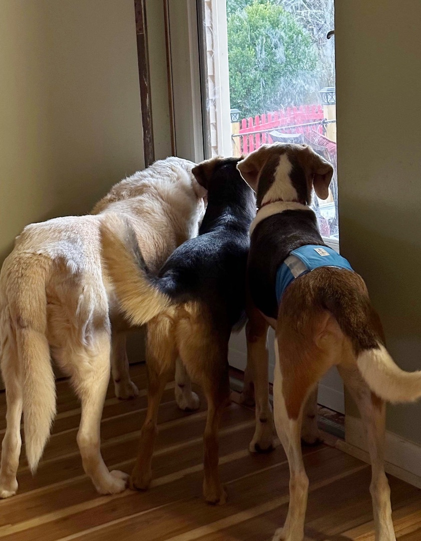 Max, an adoptable Treeing Walker Coonhound, Mixed Breed in Horse Shoe, NC, 28742 | Photo Image 2
