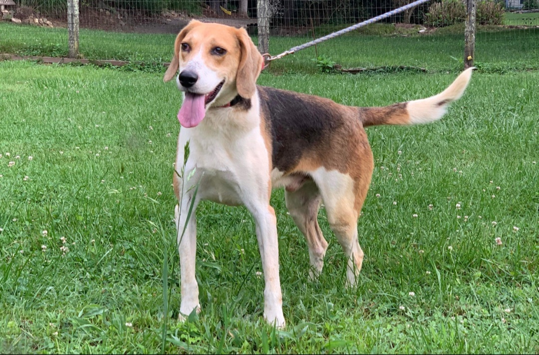Max, an adoptable Treeing Walker Coonhound, Mixed Breed in Horse Shoe, NC, 28742 | Photo Image 3