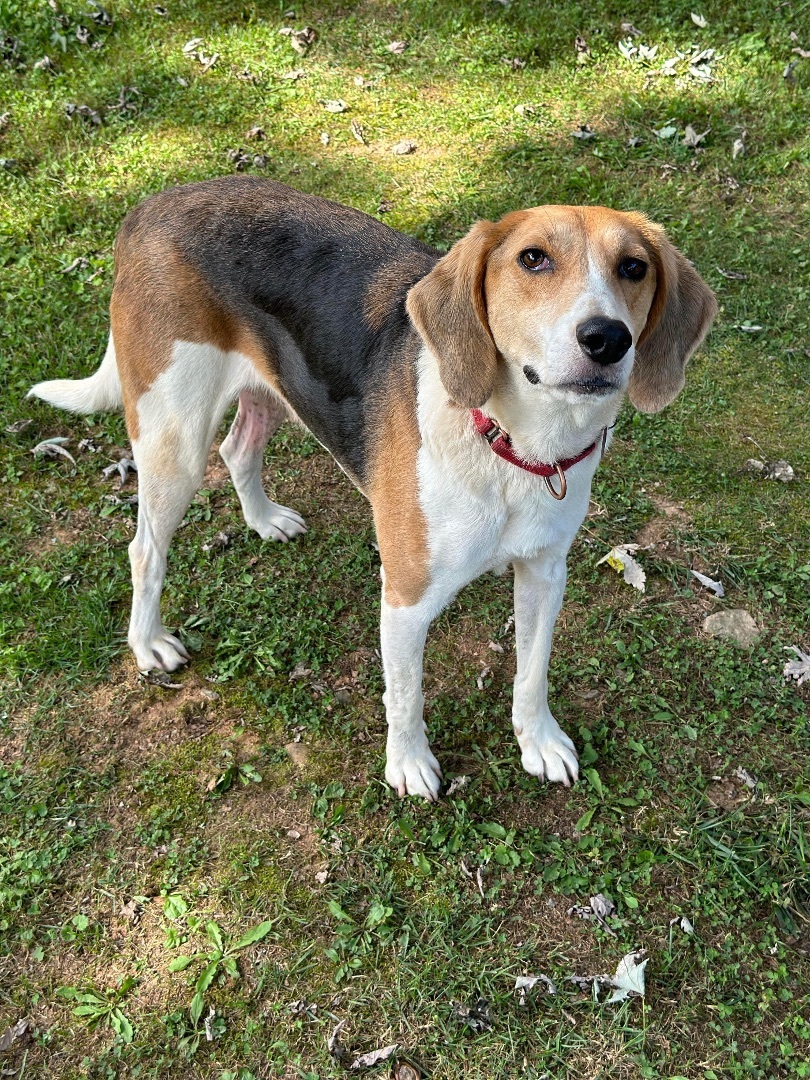 Max, an adoptable Treeing Walker Coonhound, Mixed Breed in Horse Shoe, NC, 28742 | Photo Image 4