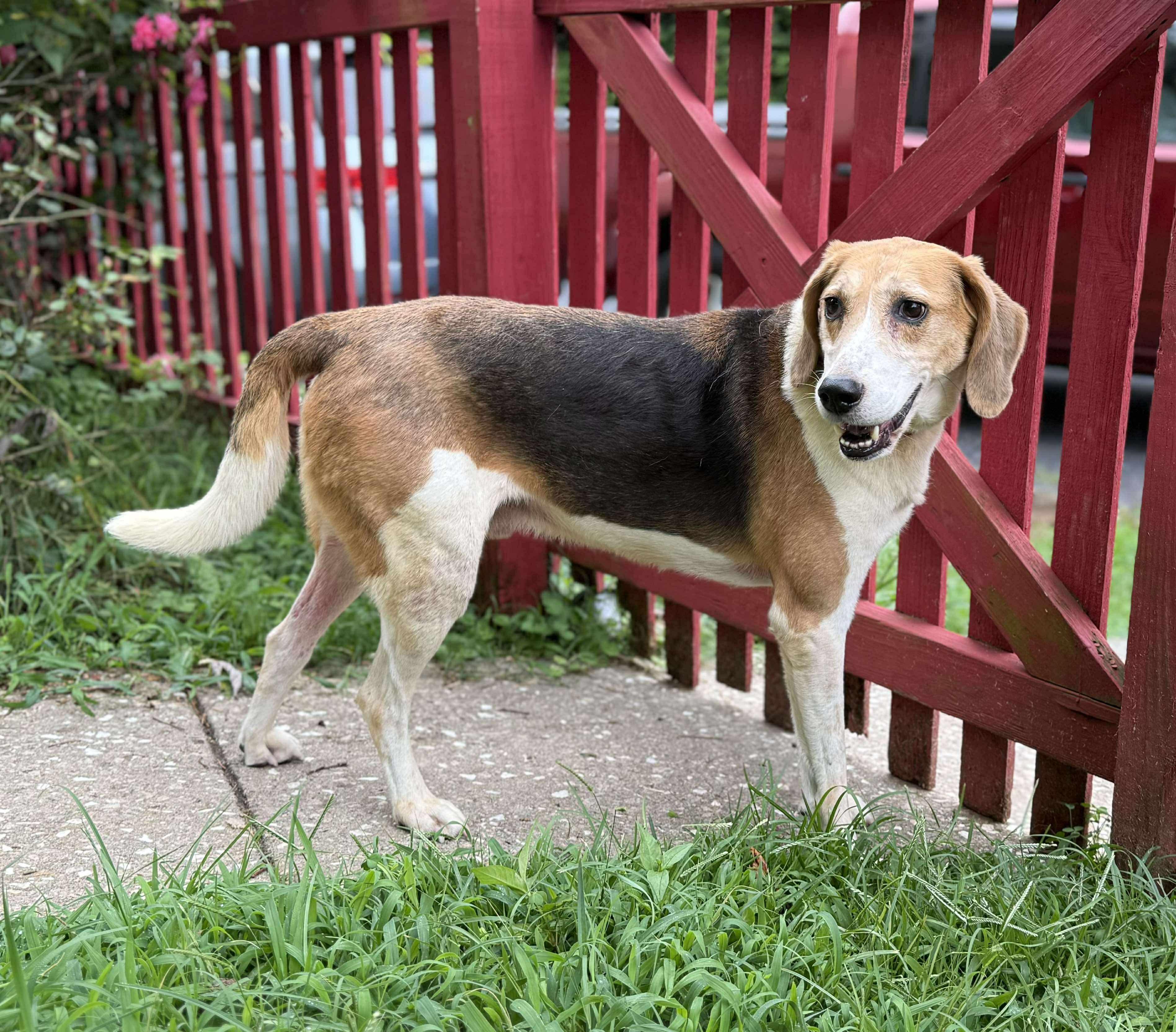 Max, Adoptable, Adult Male Treeing Walker Coonhound & Mixed Breed.