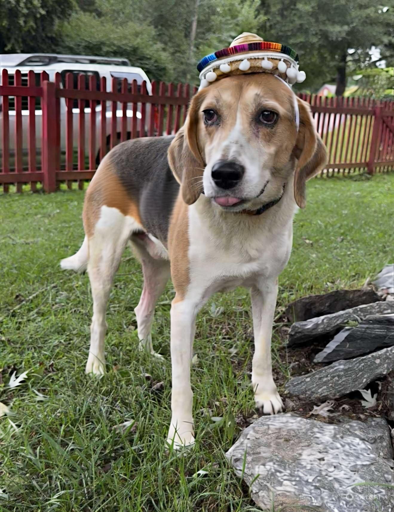 Max, an adoptable Treeing Walker Coonhound, Mixed Breed in Horse Shoe, NC, 28742 | Photo Image 2