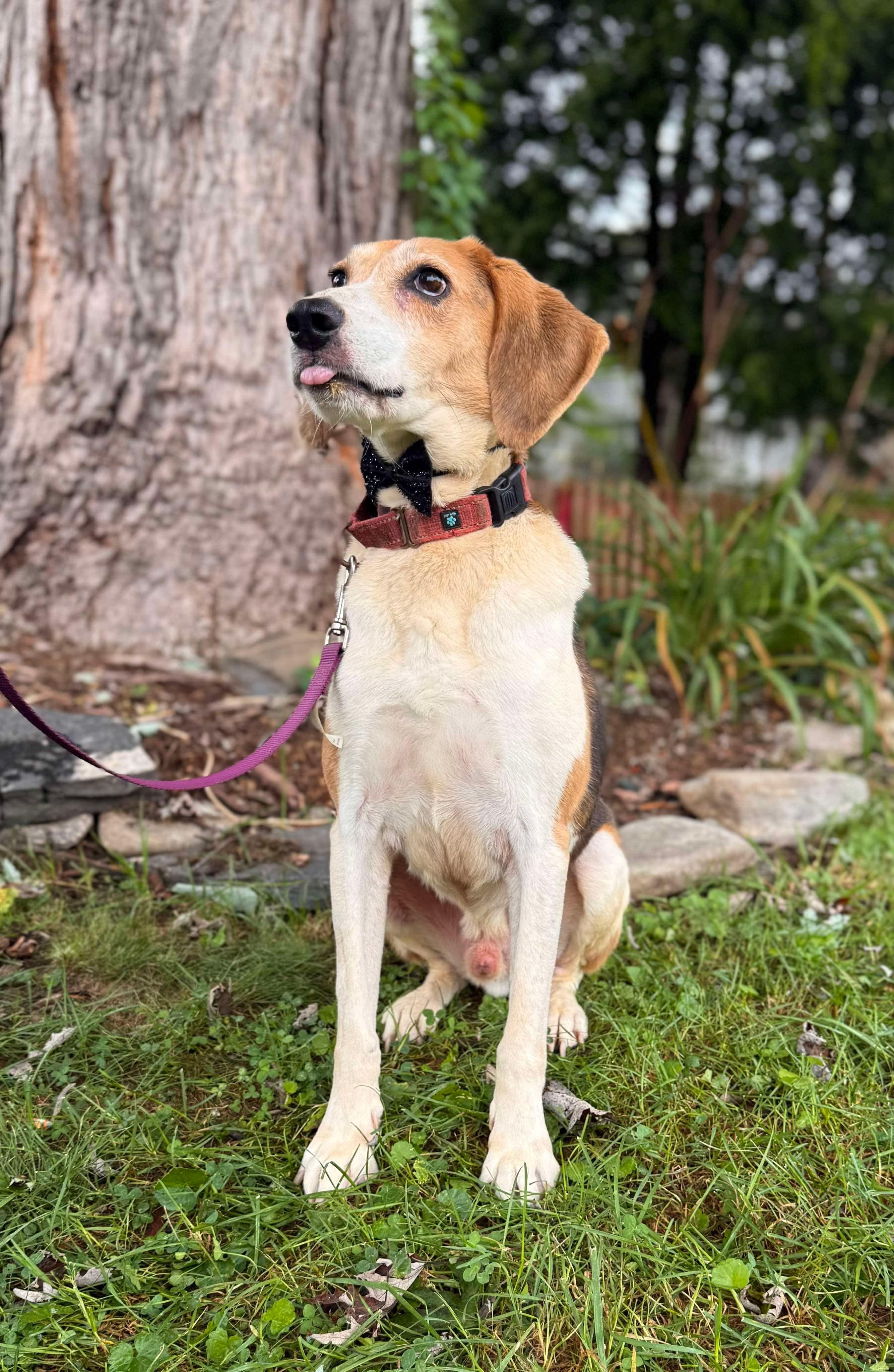 Max, an adoptable Treeing Walker Coonhound, Mixed Breed in Horse Shoe, NC, 28742 | Photo Image 1
