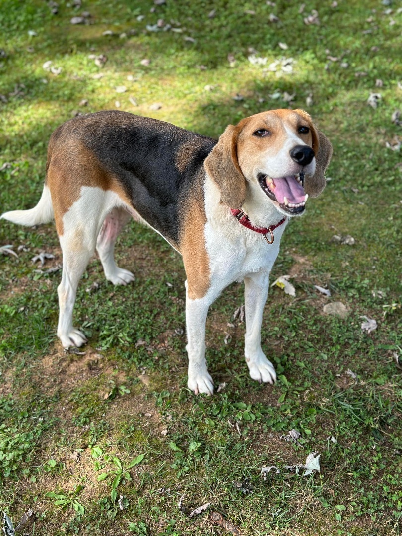 Max, an adoptable Treeing Walker Coonhound, Mixed Breed in Horse Shoe, NC, 28742 | Photo Image 5