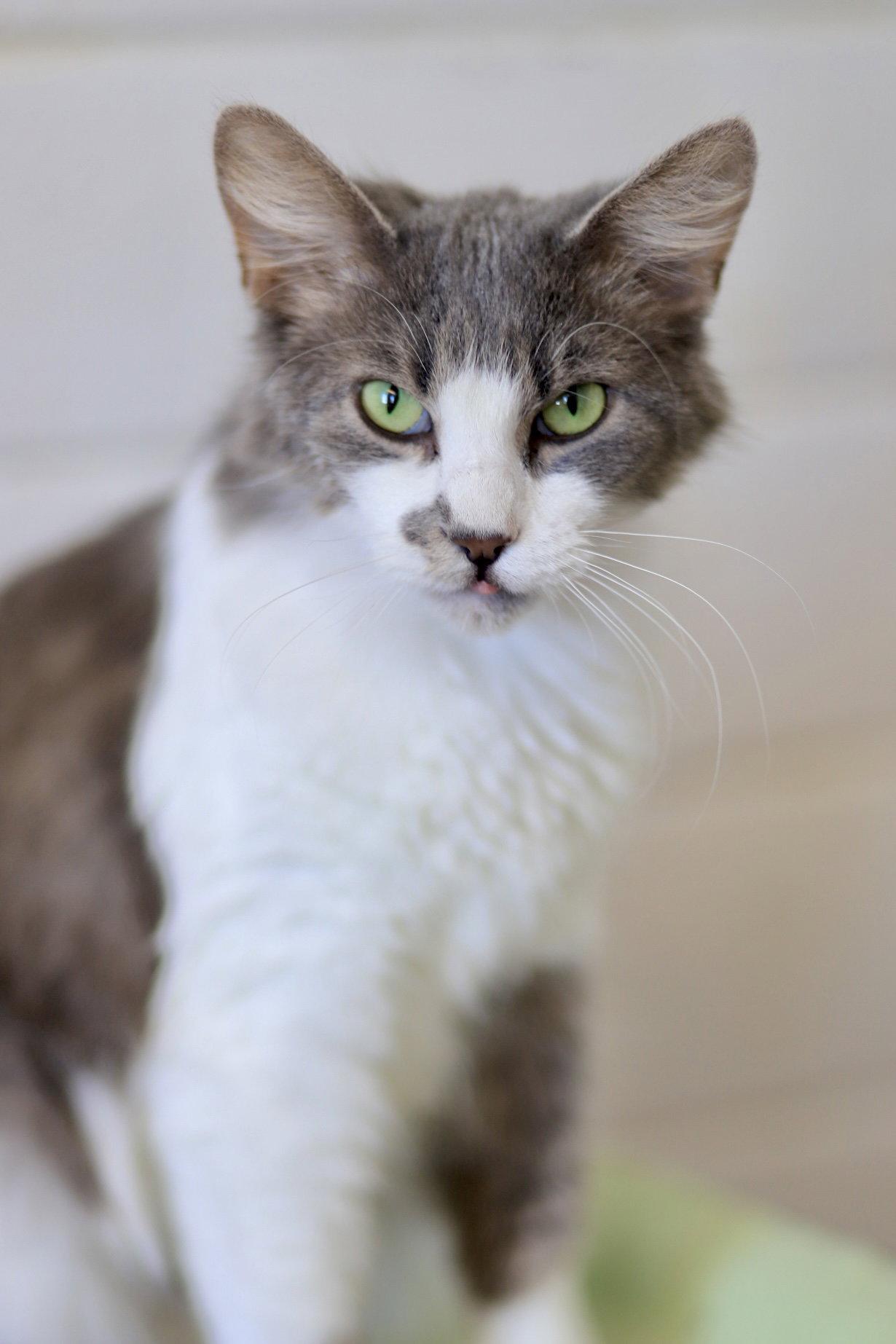 Enlarge Toga, a Adoptable Domestic Medium Hair in Webster, WI image 1/3