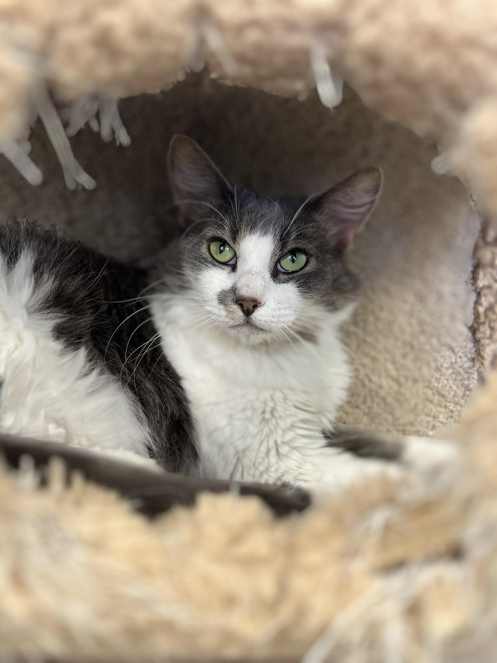 Enlarge Toga, a Adoptable Domestic Medium Hair in Webster, WI image 2/3