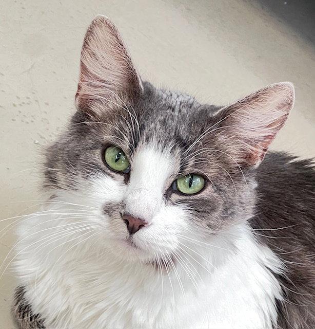 Enlarge Toga, a Adoptable Domestic Medium Hair in Webster, WI image 3/3