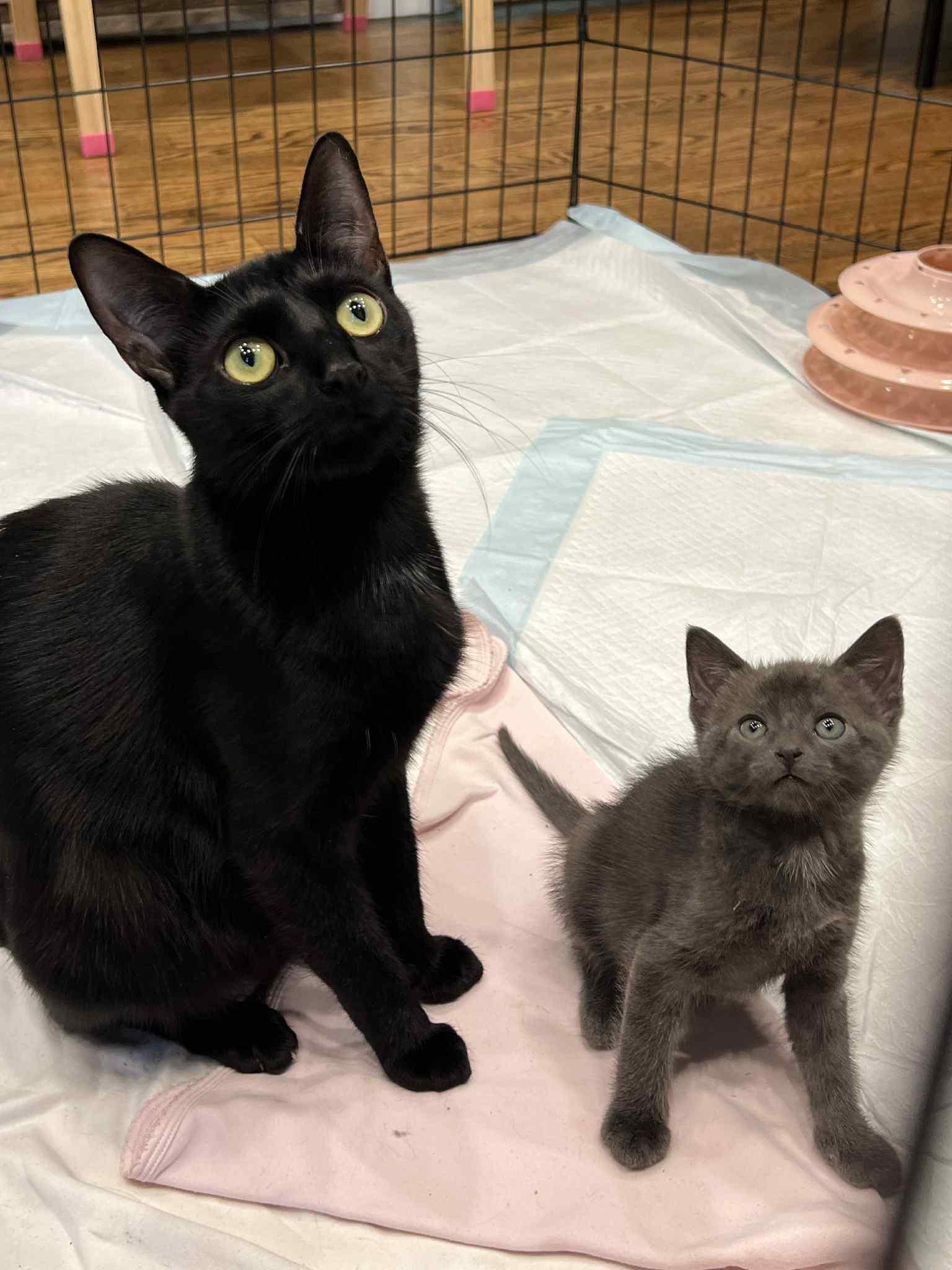 Enlarge Blitzen Claus and Mama Claus, an adopted American Shorthair in Staten Island, NY image 5/6