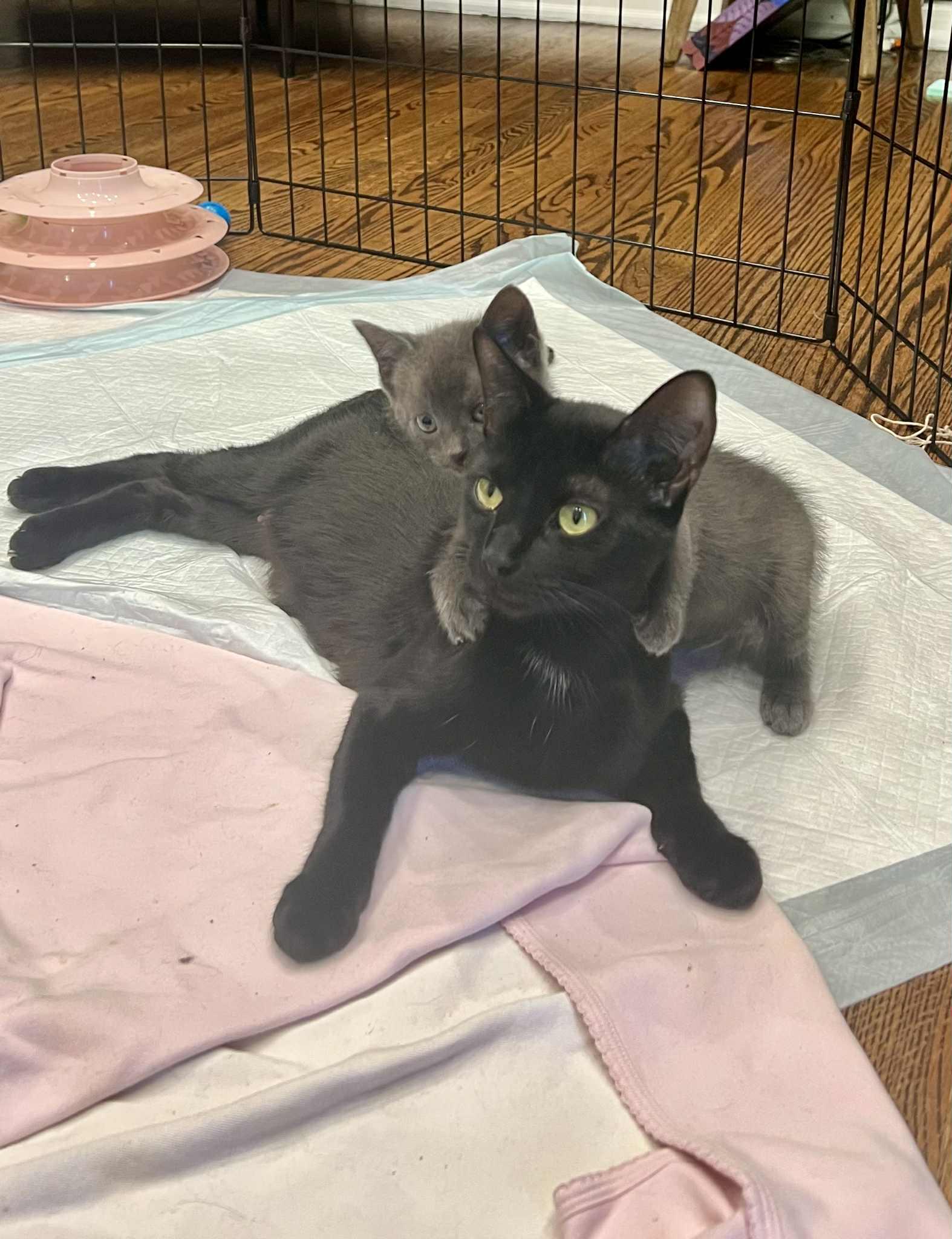 Enlarge Blitzen Claus and Mama Claus, an adopted American Shorthair in Staten Island, NY image 3/6