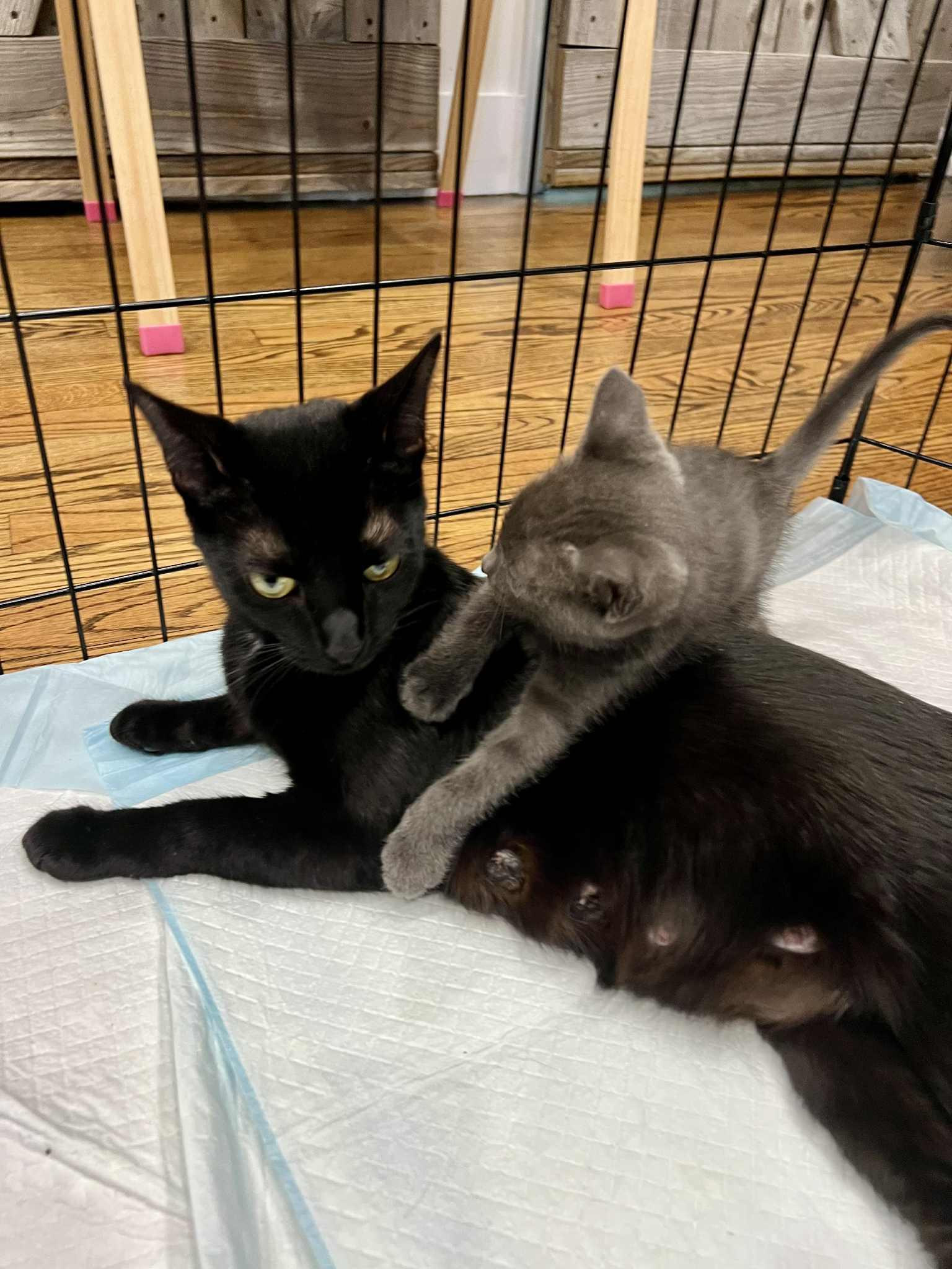 Enlarge Blitzen Claus and Mama Claus, an adopted American Shorthair in Staten Island, NY image 6/6