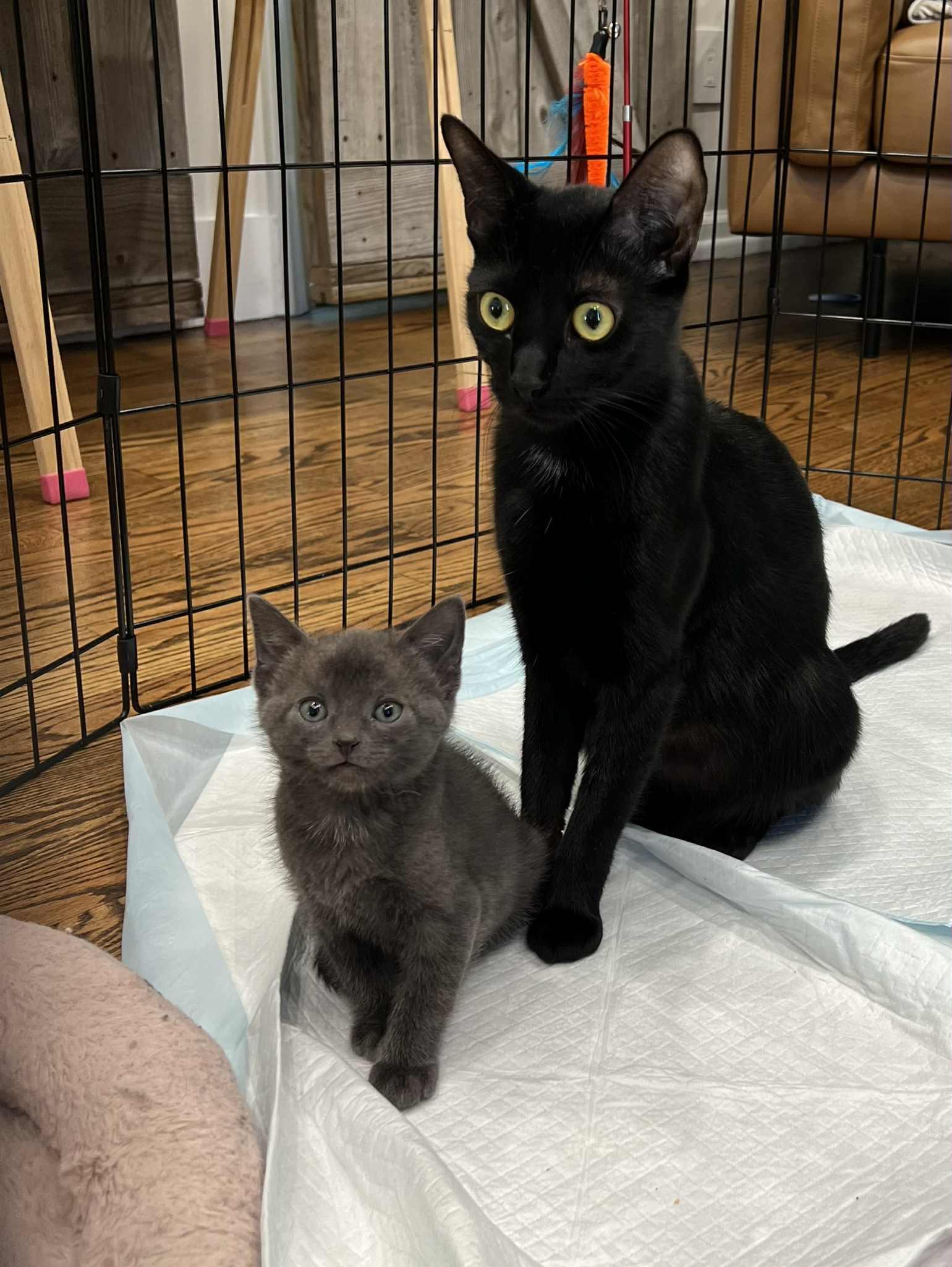 Enlarge Blitzen Claus and Mama Claus, an adopted American Shorthair in Staten Island, NY image 1/6