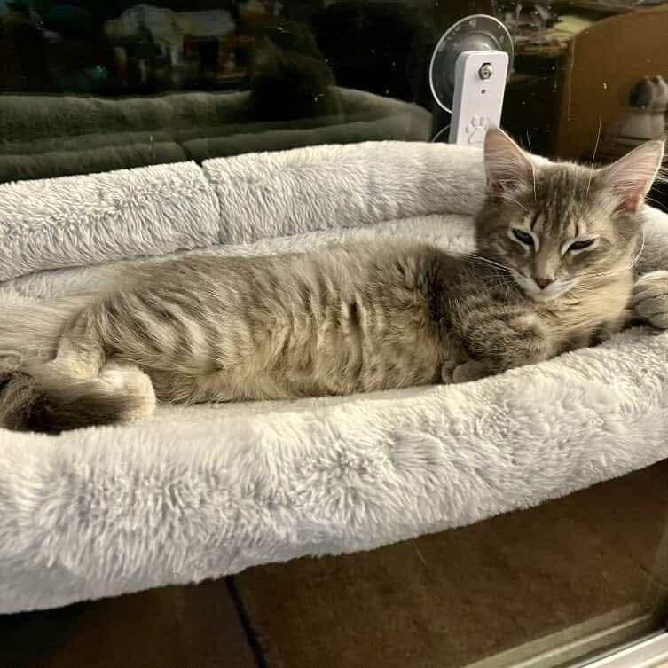 Ethel - 20% off - Heartthrob Litter, Adoptable, Young Female Domestic Long Hair & Tabby.