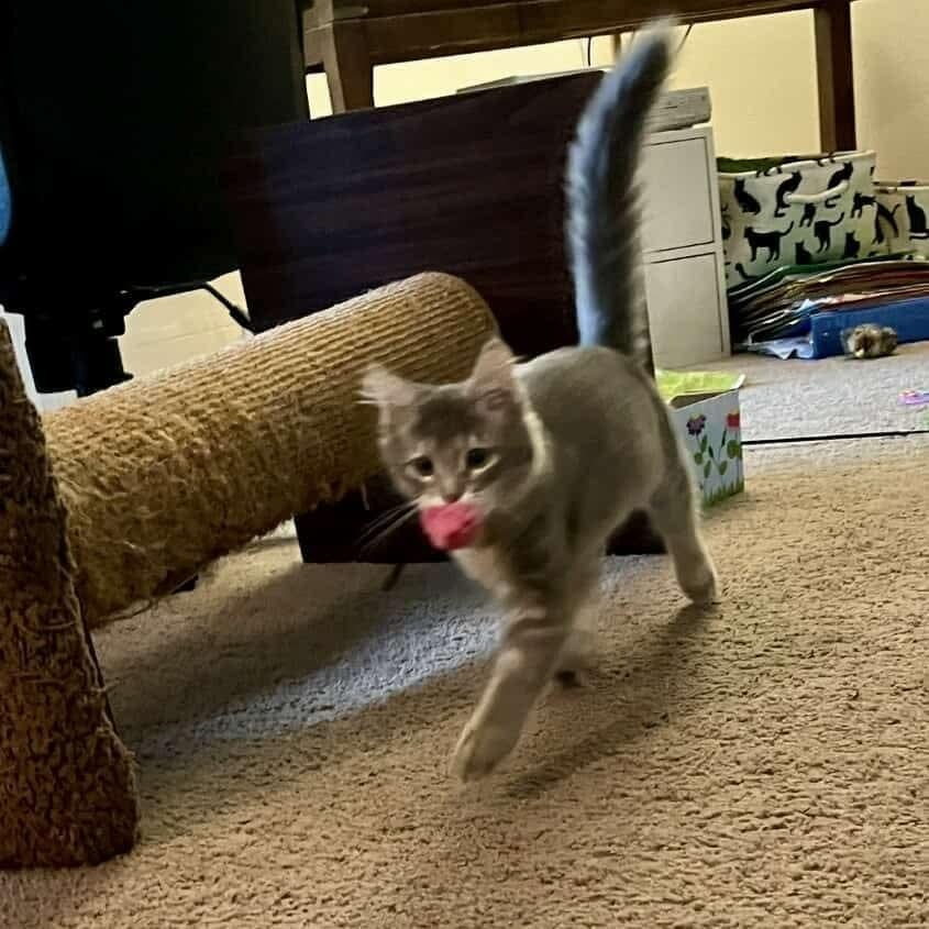 Ethel - 20% off - Heartthrob Litter, a Adoptable mixed breed in Gladstone, OR image 2/5