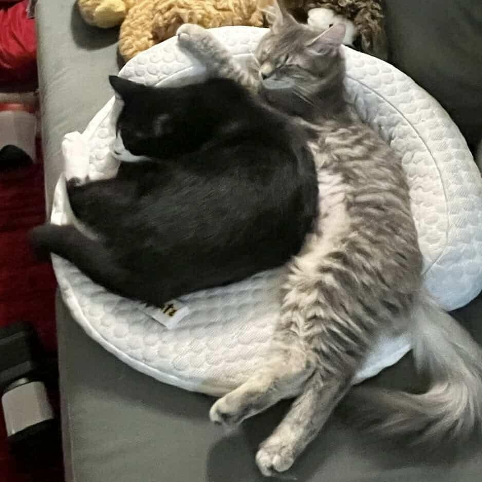 Ethel - 20% off - Heartthrob Litter, a Adoptable mixed breed in Gladstone, OR image 5/5