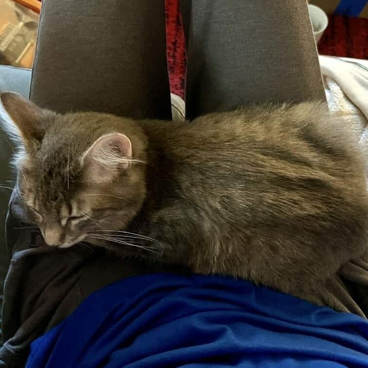 Ethel - 20% off - Heartthrob Litter, a Adoptable mixed breed in Gladstone, OR image 3/5