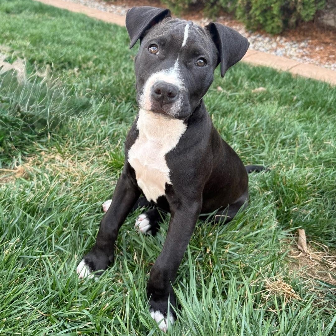 Enlarge Bodie, an adopted mixed breed in Colonial Heights, VA image 1/5