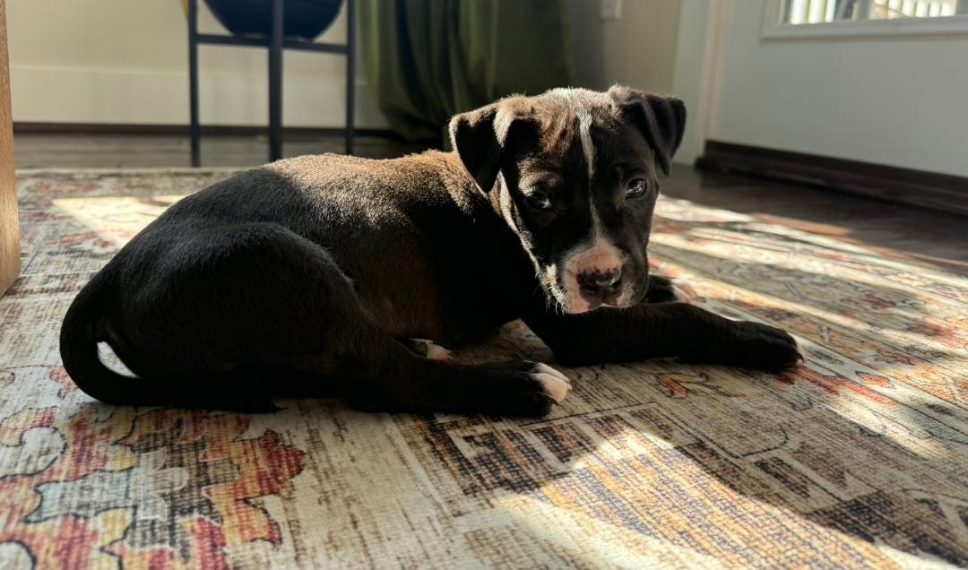 Bodie — thumbnail 2