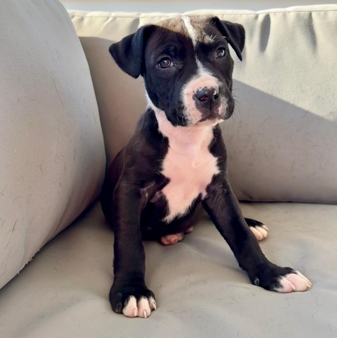 Bodie, a Adoptable mixed breed in Colonial Heights, VA image 2/4