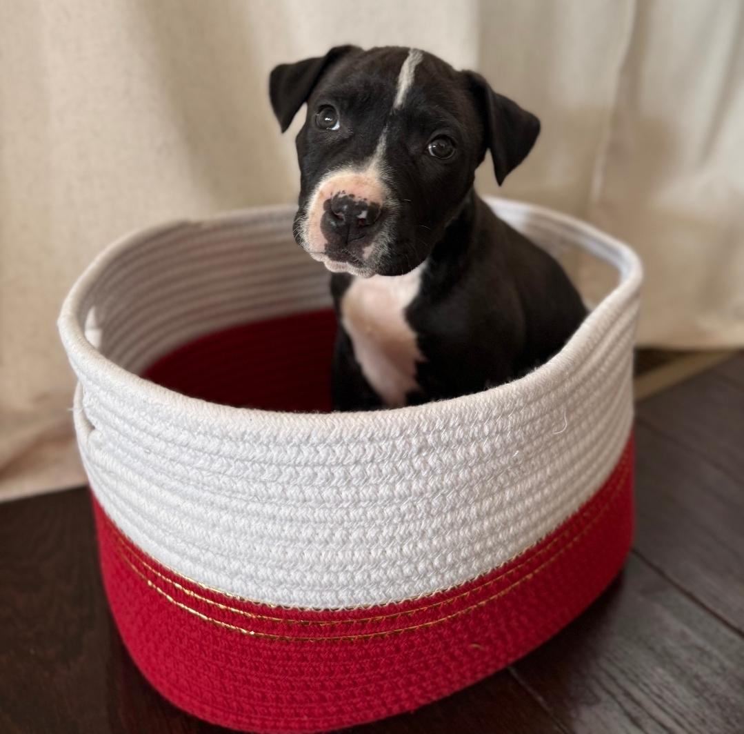 Bodie, Adoptable, Puppy Male American Staffordshire Terrier & Pit Bull Terrier.