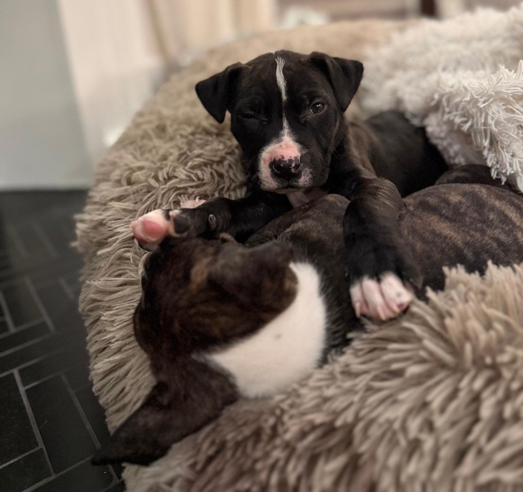 Bodie, a Adoptable mixed breed in Colonial Heights, VA image 3/4