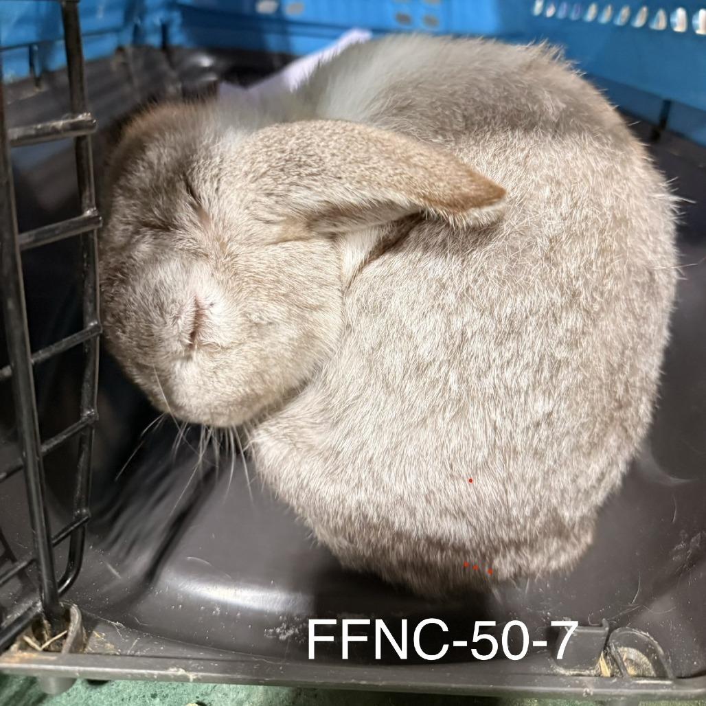 Timmy, Adoptable, Adult Male American.