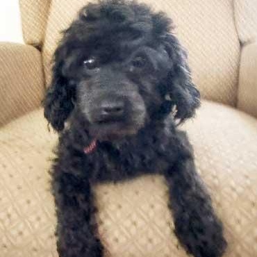 Skyla, adoptable, Young Female Poodle (Toy).