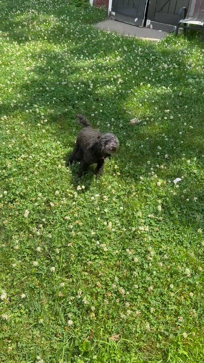 Enlarge Skyla, an adoptable Poodle (Toy) in White Bear Lake, MN video 2/2