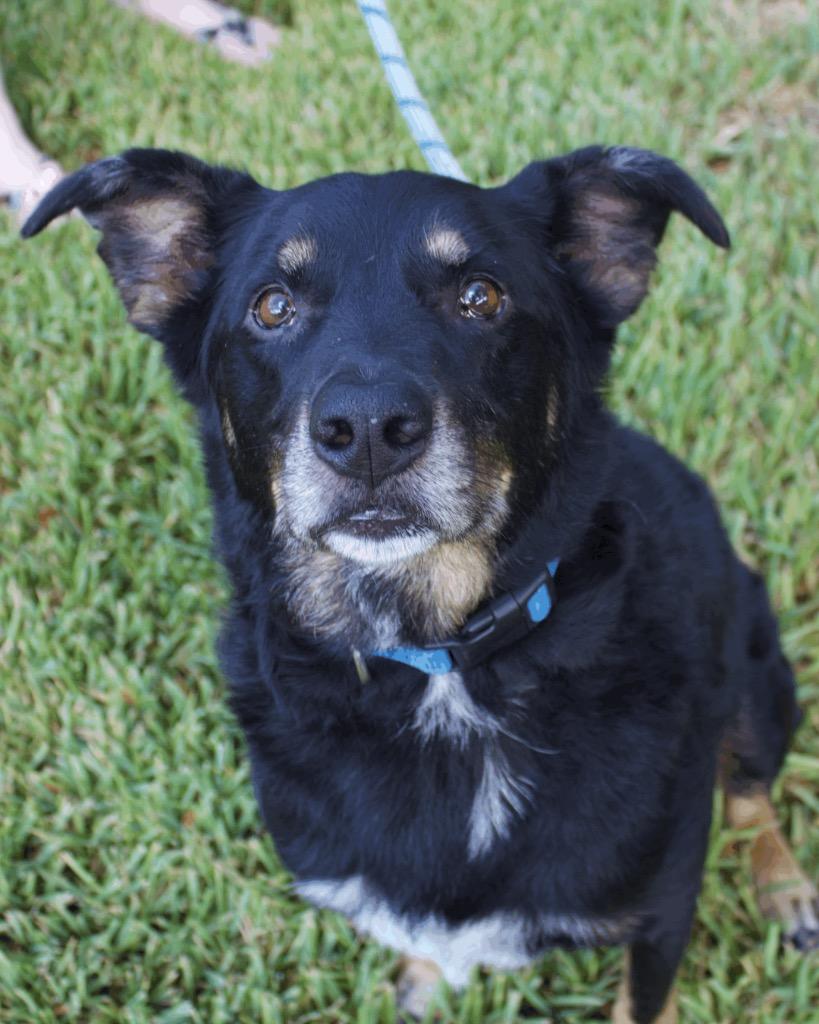 Enlarge Ross, a Adoptable mixed breed in College Station, TX image 1/6