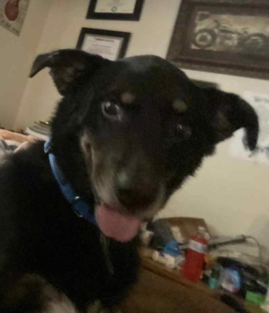 Ross, Adoptable, Adult Male Australian Shepherd & Rottweiler.